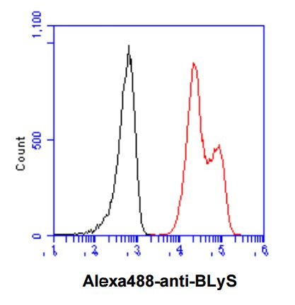 Anti-BAFF, clone H4-C7