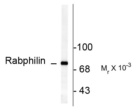 Anti-phospho-Rabphilin 3A (Ser234)