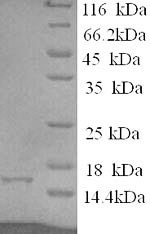 Eukaryotic translation initiation factor 4E-binding protein 2 (EIF4EBP2), human, recombinant