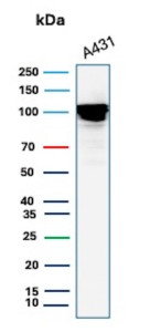 Anti-MCM4 / DNA replication licensing factor MCM4, clone MCM4/13209R