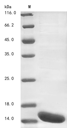 Cadherin-17 (Cdh17), partial, mouse, recombinant