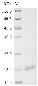 Allergen Api m 6.03 / Api m 6.04, Apis mellifera, recombinant