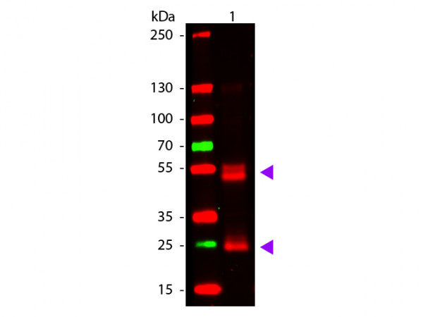 Anti-Rat IgG (H&amp;L) [Goat] (Min X Mouse serum proteins), F(ab')2 fragment