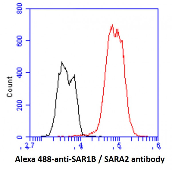 Anti-SAR1B / SARA2, clone 1C7
