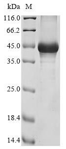 Hyaluronan and proteoglycan link protein 3 (Hapln3), mouse, recombinant
