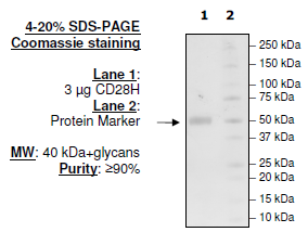 CD28H, Fc fusion, Biotin-labeled