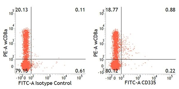 Anti-NCR1, clone VIV-KM1