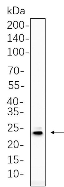 Anti-Recombinant PUMA, clone 4B14