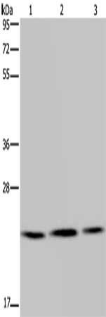 Anti-RAB6A