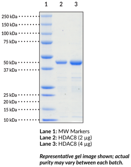 HDAC8 (human, recombinant)