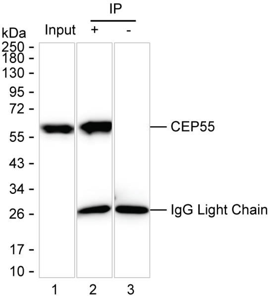 Anti-CEP55