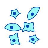 OKT11 Cells