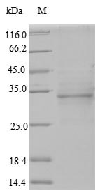 Odontogenic ameloblast-associated protein (ODAM), human, recombinant