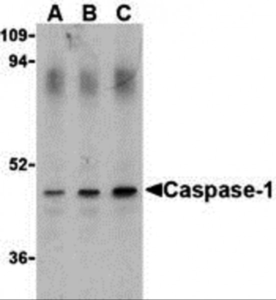 Anti-Caspase-1