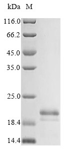 Genome polyprotein, partial, Bovine viral diarrhea virus, recombinant