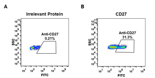 Anti-CD27 antibody(DM58), Rabbit mAb