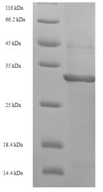 8-oxo-dGTP diphosphatase (mutT), Escherichia coli, recombinant