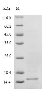 Selenoprotein M (SELENOM), human, recombinant