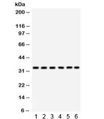 Anti-CDK1