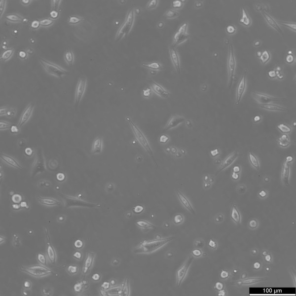 EO771 Cells