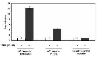 AP1 Reporter Kit (JNK Pathway)