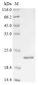 Interferon tau-1 (IFNT1), sheep, recombinant