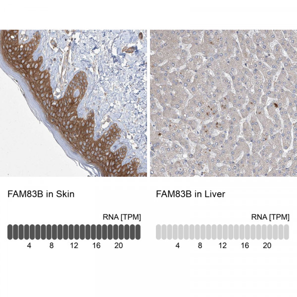 Anti-FAM83B