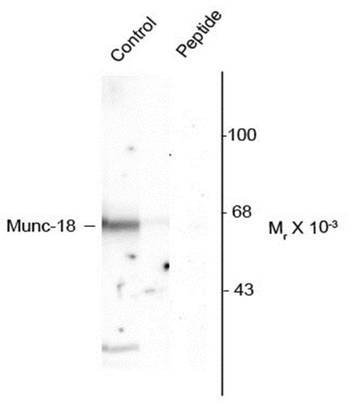 Anti-phospho-Munc18 (Ser 515)