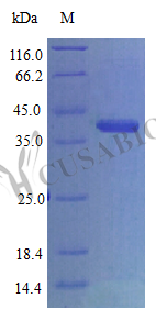 CCN family member 1 (CCN1) (Active), human, recombinant