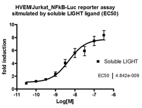 LIGHT-Responsive HVEM/NF-kappaB Reporter Jurkat Cell Line