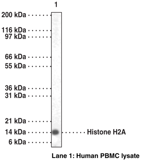 Anti-Histone H2A
