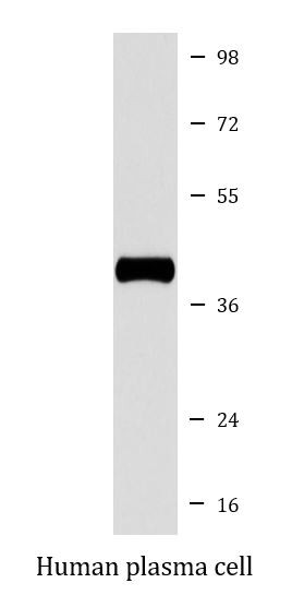 Anti-PON1 / paraoxonase 1