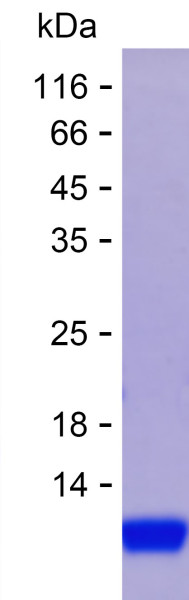 Olfactomedin 4 (human), recombinant protein