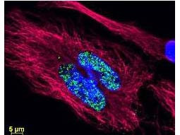 Anti-Mouse IgG2b (Gamma 2b chain), DyLight 488 conjugated