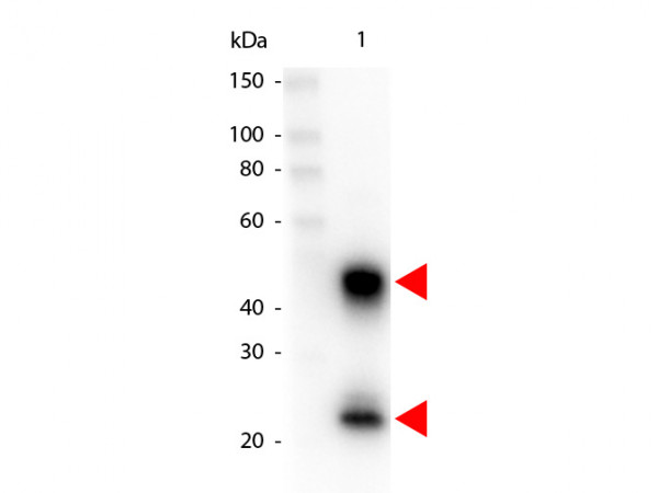 Anti-Mouse IgG (H&amp;L) [Goat] (Min X Bv,Ch,Gt,GP,Ham,Hs,Hu,Rb Rt &amp; Sh serum proteins) Peroxidase conju
