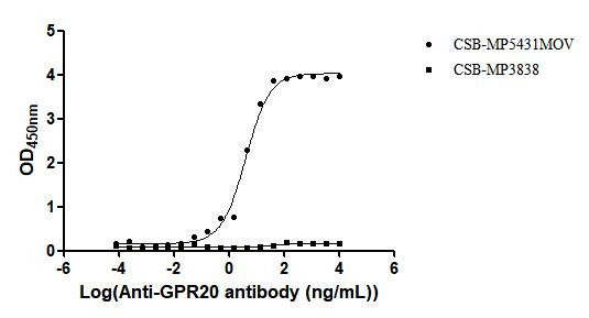 Anti-GPR20, recombinant clone 2C1
