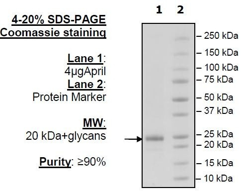 APRIL, His-Avi-Tag, Biotin-Labeled