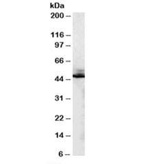 Anti-Beta-2-Adrenergic receptor