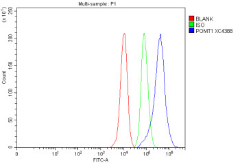 Anti-POMT1 / Protein O-mannosyl-transferase 1
