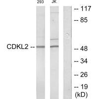 Anti-CDKL2