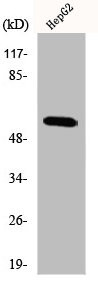 Anti-BAIAP2L1