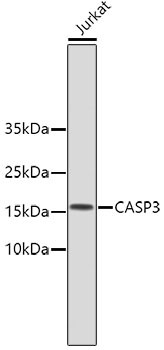 Anti-CASP3
