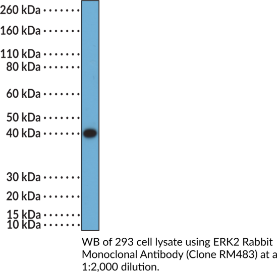 Anti-ERK2 Rabbit (Clone RM483)