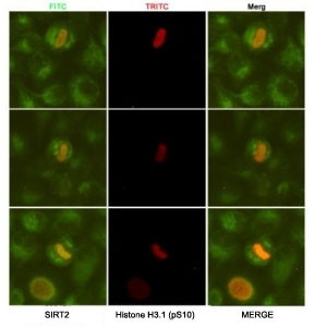 Anti-SIRT2, clone 1D4-H11-H11