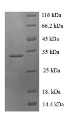 PDZ domain-containing protein 11 (PDZD11), human, recombinant