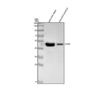 Anti-Zebrafish Gfap / Glial fibrillary acidic protein