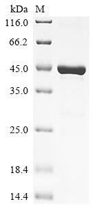Phospholipase A2 group XV (Pla2g15), rat, recombinant