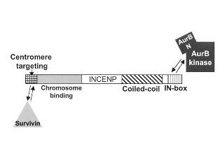 Anti-Aurora B (pan reactive)