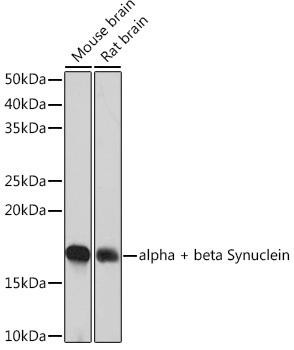 Anti-alpha + beta Synuclein