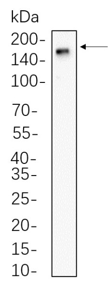 Anti-Recombinant CD11b, clone 3G7
